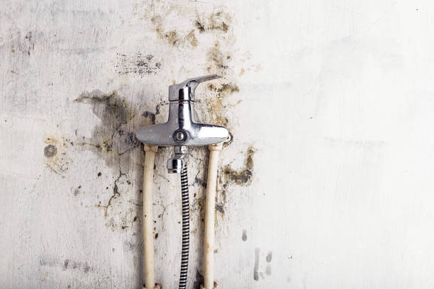 Best Fast Mold Removal  in Mill City, OR