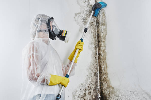 Best Mold Damage Repair  in Mill City, OR