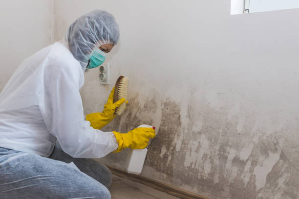 Home Mold Removal in Mill City, OR