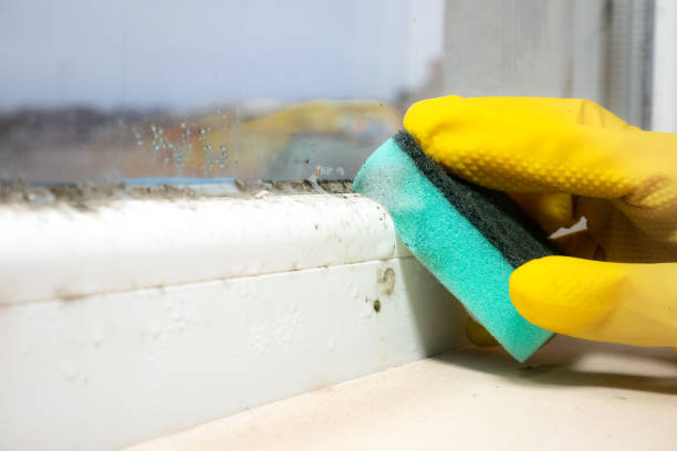 Best Residential Mold Removal  in Mill City, OR