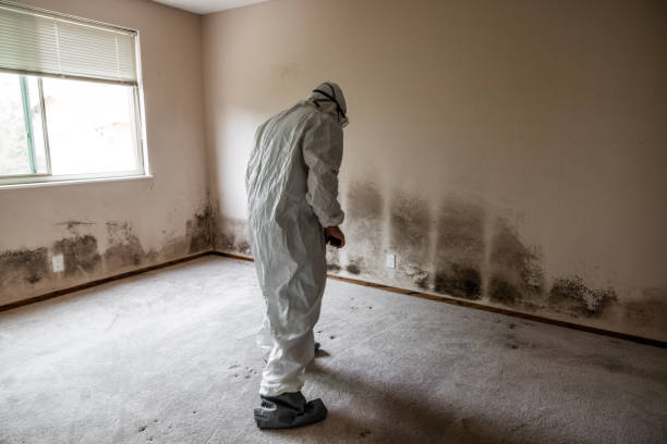 Best Professional Mold Removal  in Mill City, OR