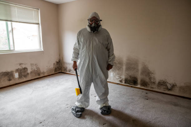 Best Mold Removal Company Near Me  in Mill City, OR