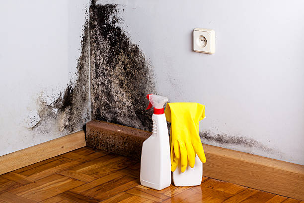 Best Professional Mold Removal  in Mill City, OR